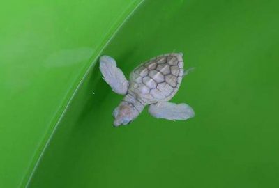 Caretta carettaların koruma altına alındığı ve yumurtlama için yuva yaptığı