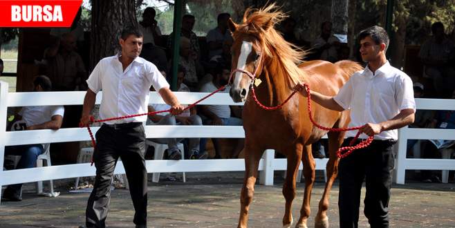 Yarış tayları ev fiyatına alıcı buldu