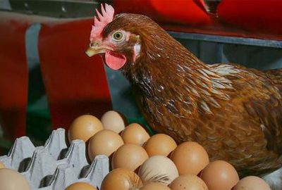 Zehirli yumurtadan sonra şimdi de zehirli tavuk şüphesi