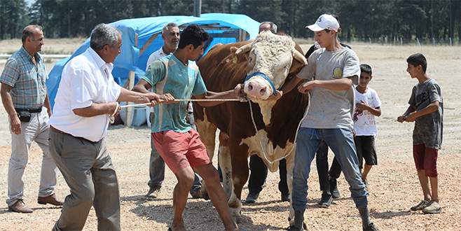 Bursa’daki 2 tonluk kurbanlık boğayı 10 kişi zor zapt ediyor