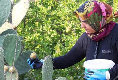 Dikeni acıtsa da geliri sevindiriyor