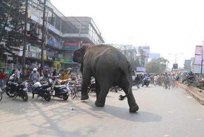 Hindistan’da fil 14 kişiyi öldürdü