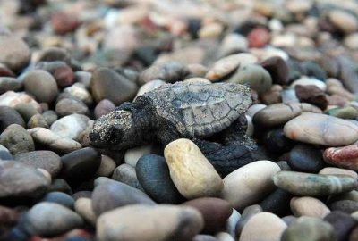 Antalya'nın Kemer ilçesinde yumurtlayan caretta carettaların yavruları, yuvalarından çıkıp denizle