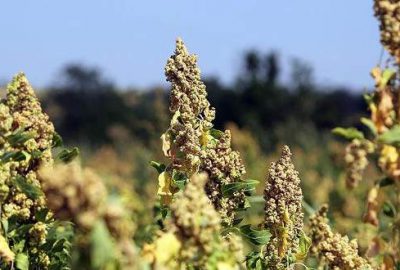 Çiftçinin yeni umudu ‘astronot besini’ kinoa