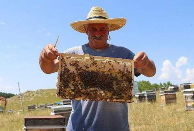 ‘Kafkas Balı’nın kalitesinin sırrı arının dilinde