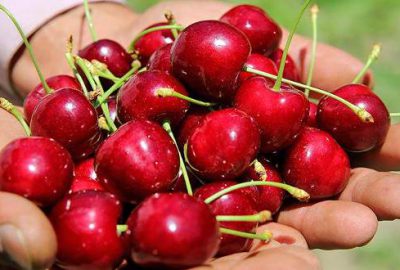 ‘Türk kirazı’ Çin kapısından girdi