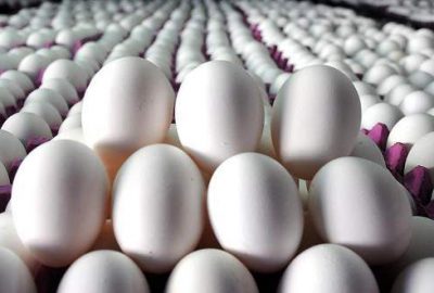 ‘Almanya Hollanda’dan 5 milyar adet yumurta aldı’