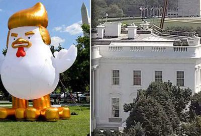 Beyaz Saray’a tavuk Trump balonu