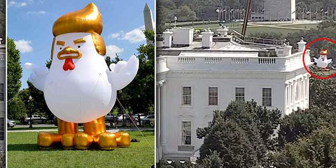 Beyaz Saray’a tavuk Trump balonu