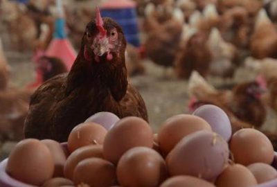 Yumurta üretimi haziranda azaldı