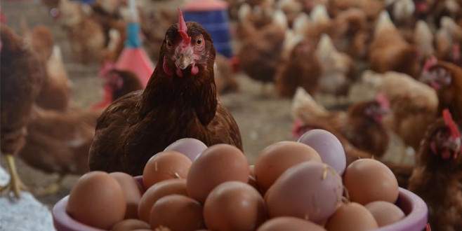 Yumurta üretimi haziranda azaldı
