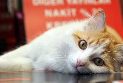 Pompalı tüfekle aynı mahallede dördüncü kedi vuruldu