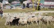 Bursa’daki bu koyunlar en lüks yerde otluyor