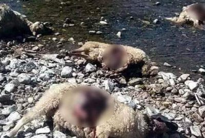 Korkunç! Onlarcası bu halde bulundu…