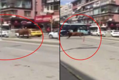 Kaçan kurbanlık boğa böyle saldırdı! İşte o anlar…