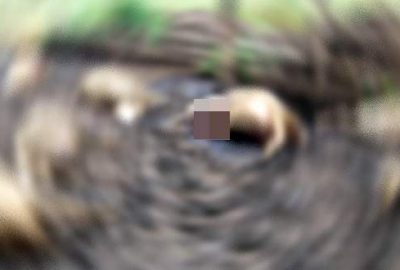 Sürüden ayrılan 80 koyunu kurtlar telef etti