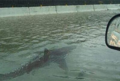 ‘Otobanda yüzen köpek balığı’ Fox News’e özür diletti