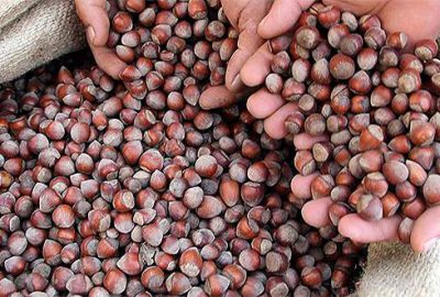 İlk fındık borsası 8 Eylül’de açılacak