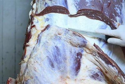 Aşırı mide şişkinliği varken kesilen hayvanların etlerindeki kötü kokular konusunda