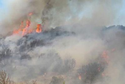 Reklam yapayım derken ormanı yaktılar