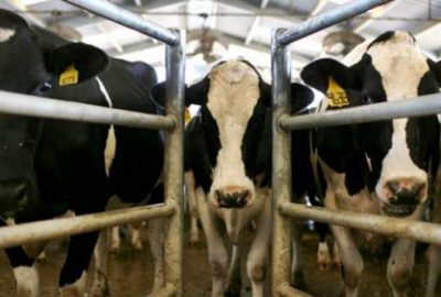 Hayvancılık desteklerinde yol haritası belli oldu