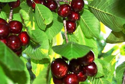 Çinliler Türk kirazını sevdi