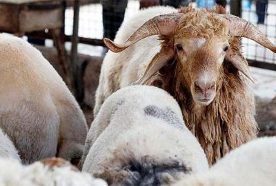 Kurbanları ehil kişilere kestirin