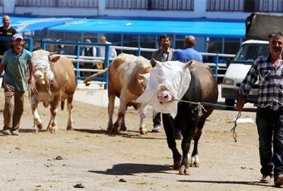 Sokakta kurban kesene 203 lira ceza