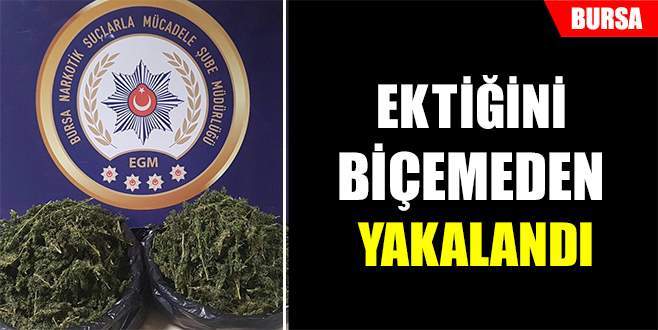 Ektiğini biçemeden yakalandı