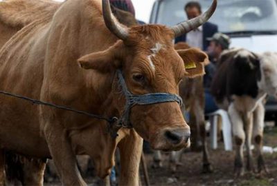 Kurbanlık dana sahibini öldürdü