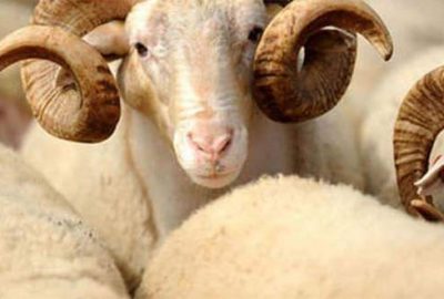 Kurban kesiminde AIDS uyarısı