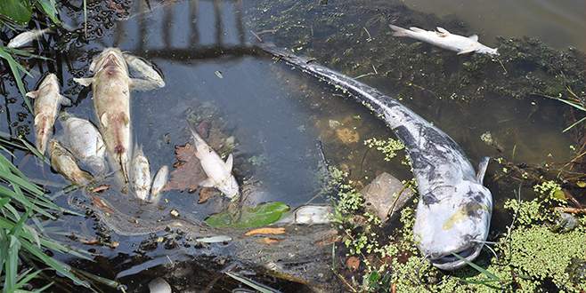 Balık ölümleri korkutuyor
