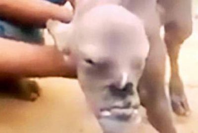 İnsan suratlı keçi