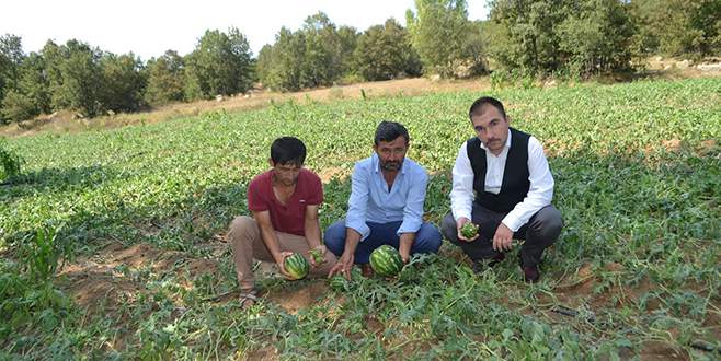 Büyükorhan’da dolu zararı belirlendi