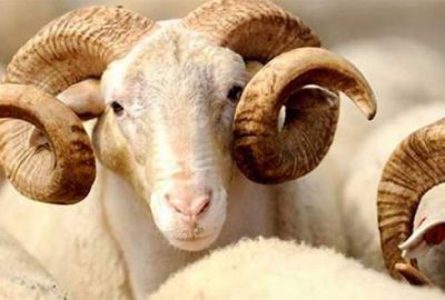 Kurbanlığa 10 milyar lira