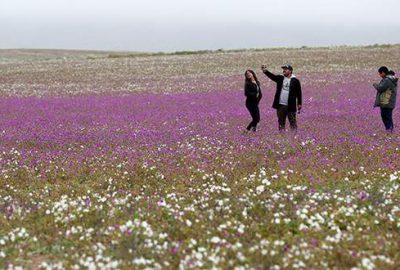 Şili'deki Atacama Çölü'nün bazı bölgeleri, beklenmedik yoğun yağışın ardından çiçek