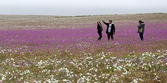 Dünyanın en kurak çölü Atacama çiçek tarlasına döndü