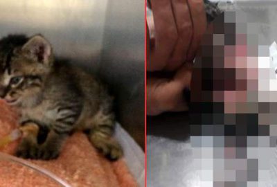 Yavru kediye akıl almaz işkence!