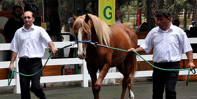 Ev fiyatına taylar kapışıldı