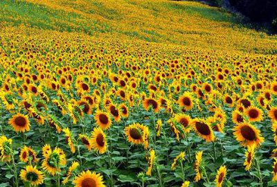 Tarım havzalarında desteklenecek 21 ürün belli oldu