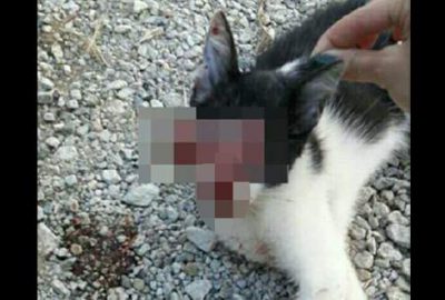 Vahşet paylaşımına tepki yağıyor