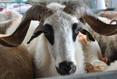 İnternetten kurbanlık alırken dikkat!