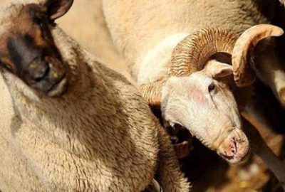 Kurban sayısı ülkelerin hayvan varlığıyla yarışıyor