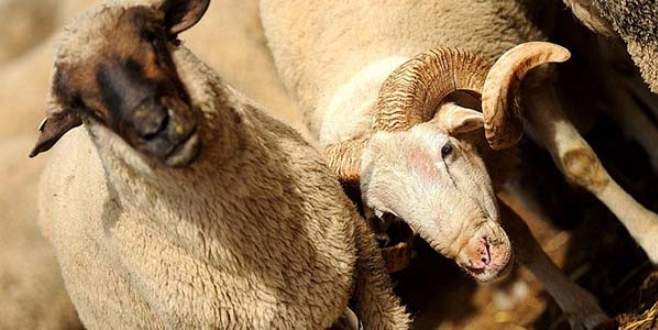 Kurban sayısı ülkelerin hayvan varlığıyla yarışıyor