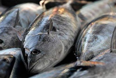 Balıkçılardan sevindiren haber