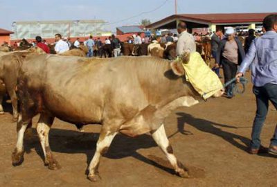 Ağrı’dan batı illerine 165 bin kurbanlık