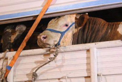 Kurbanlıklar gelmeye başladı