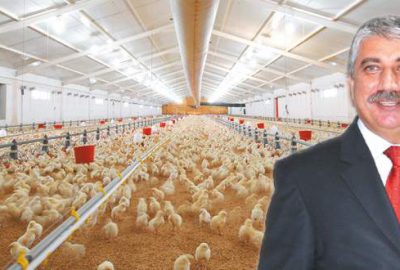 Civciv üretiminde sıkıntı yok