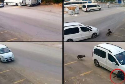 Aracıyla köpeği ezen sürücüye bir şok daha!