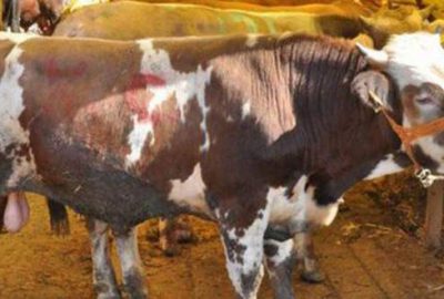 Büyükbaşın kilogramı 18 liradan başlıyor